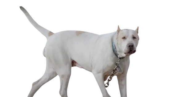 Bully kutta transp