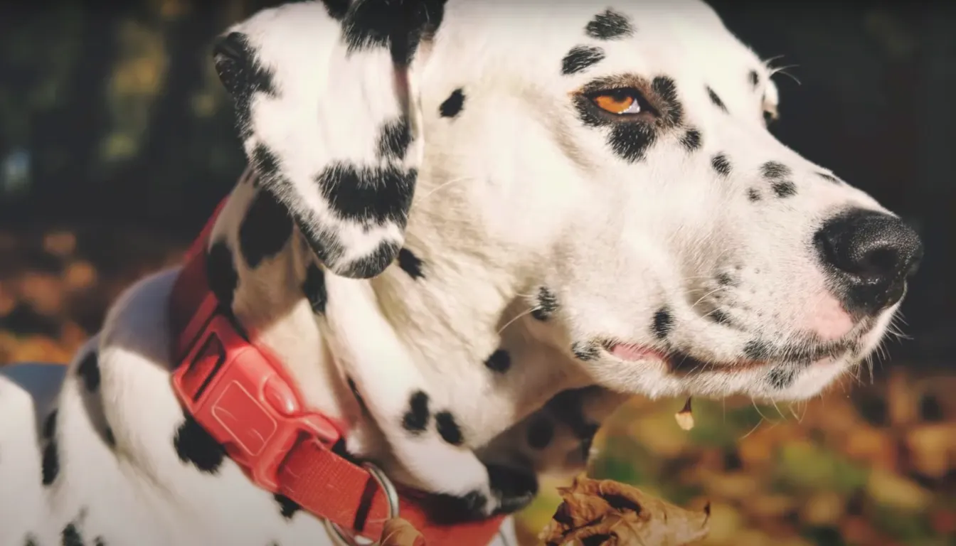 Dalmatian