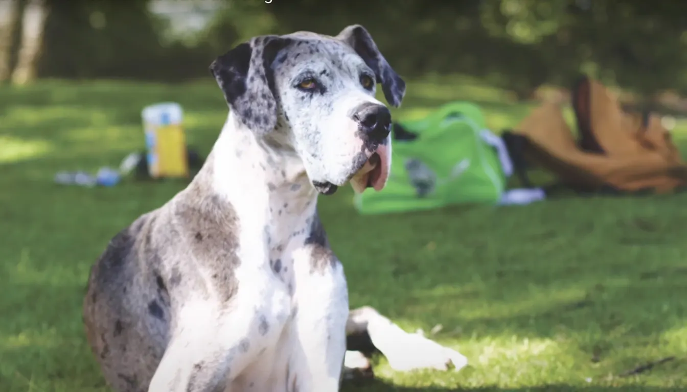 Great Dane