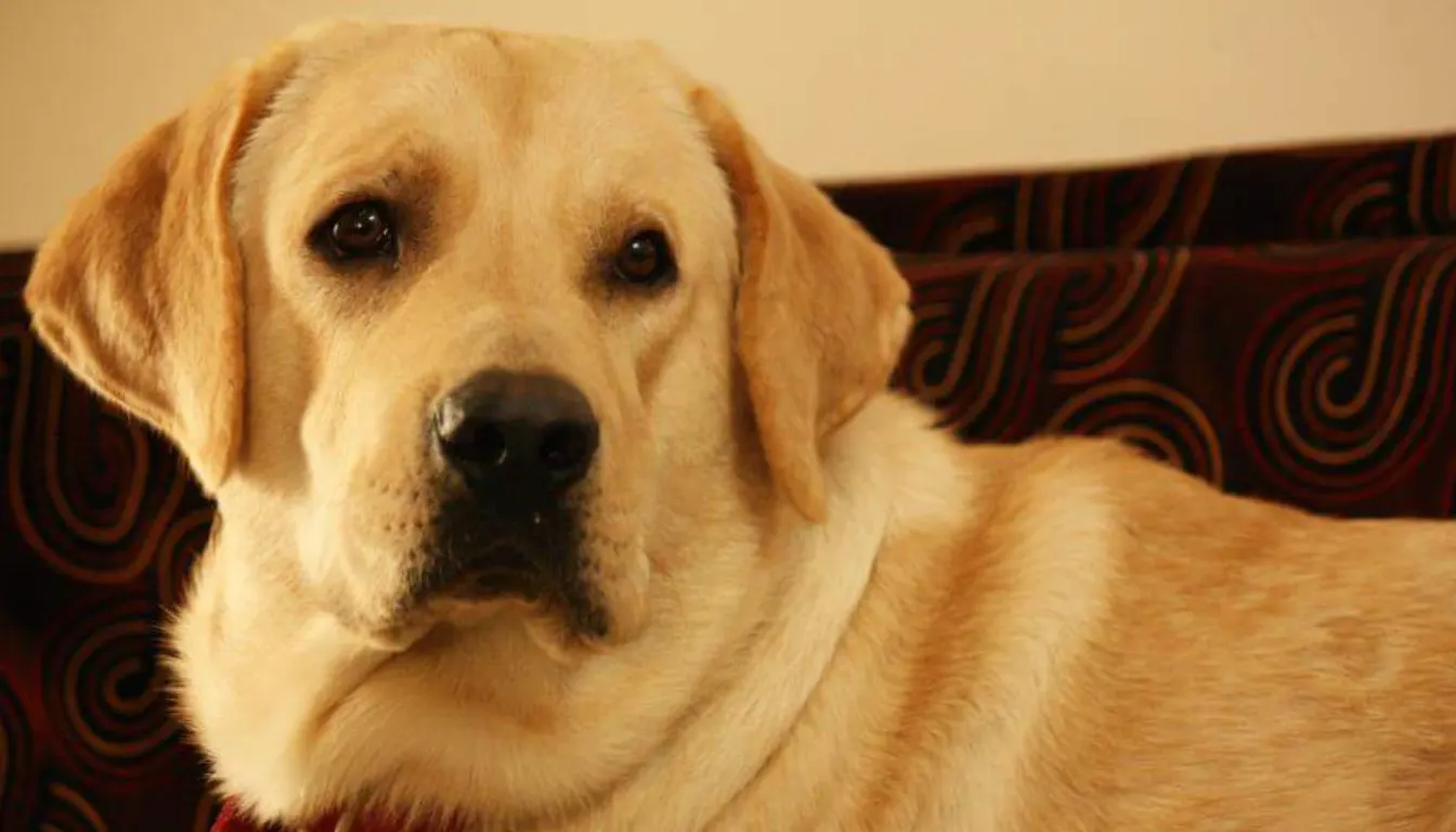 Labrador Retriever