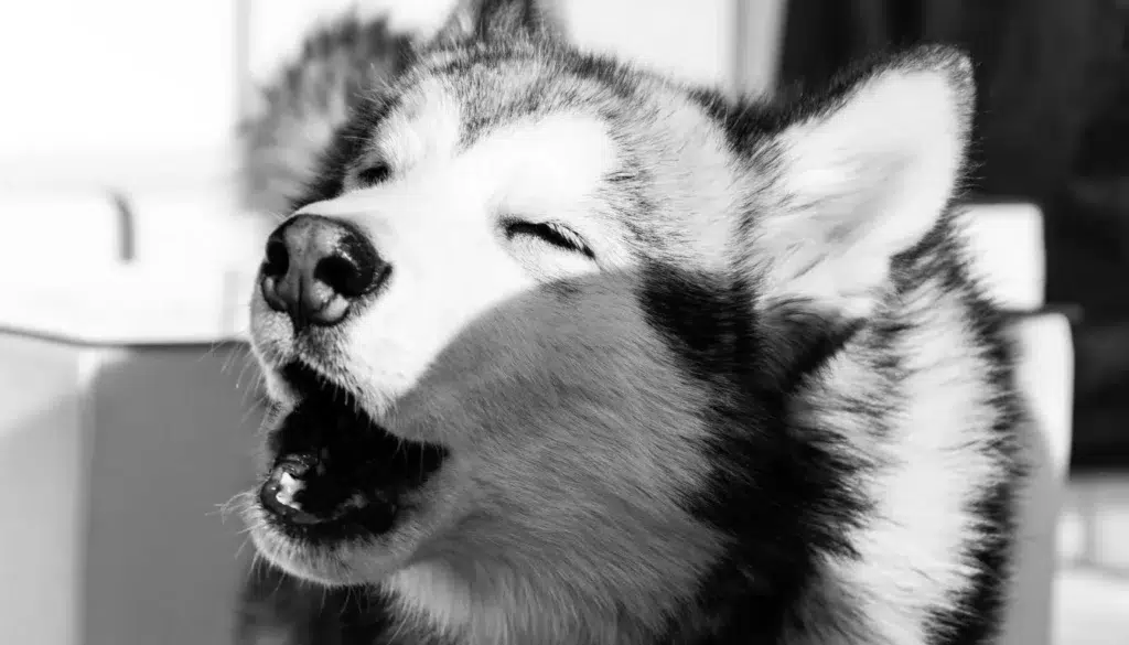 Why do dogs howl at night
