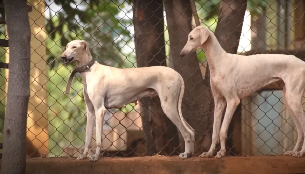 Mudhol hound
