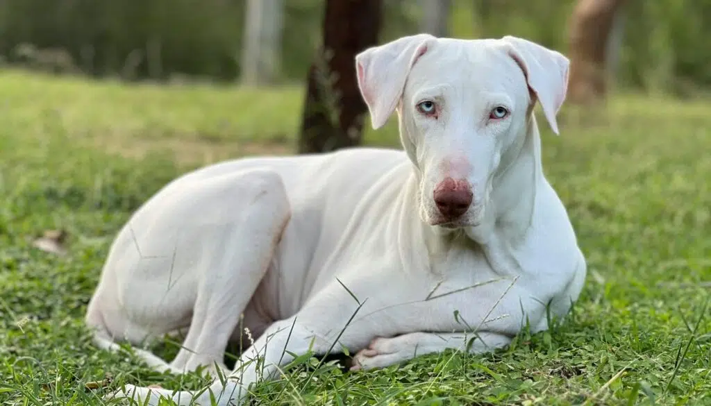 Explore the majestic rajapalayam dog breed: history, traits, and more | dogwellness Rajapalayam dog