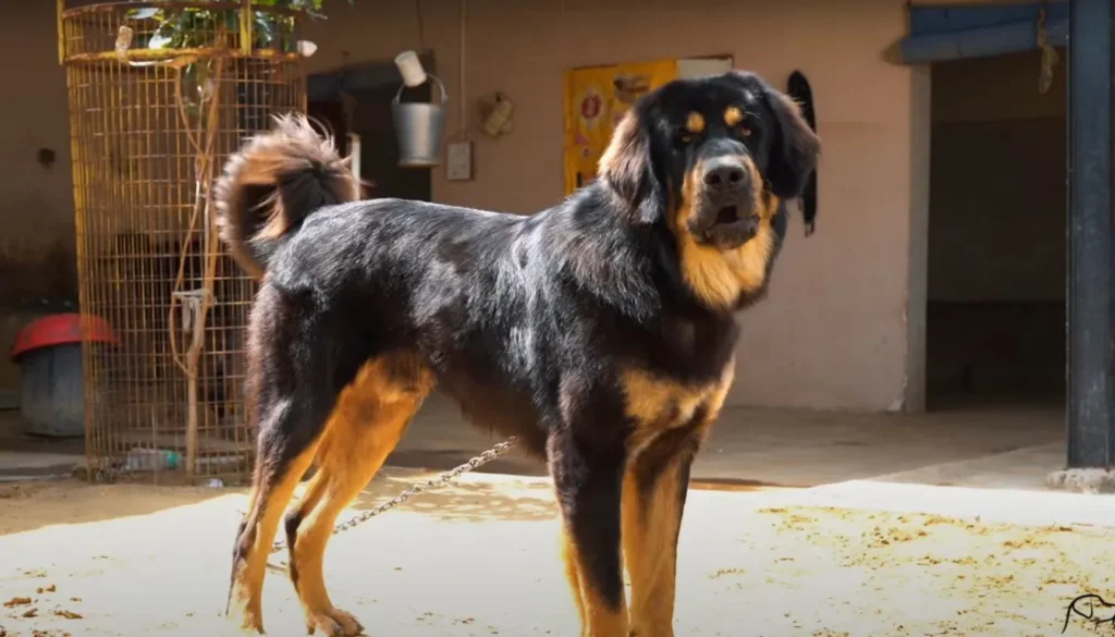 Gaddi kutta