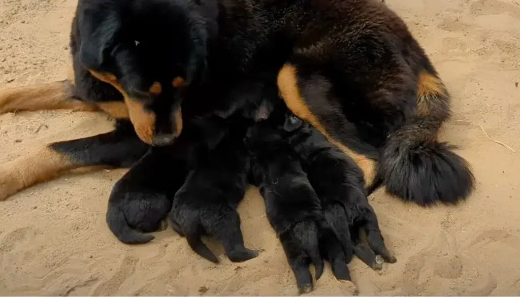 Gaddi kutta
