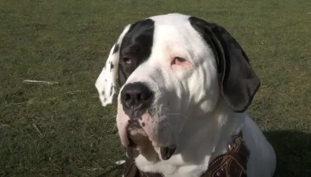 Bully kutta dog breed: undivided indian bully dog | dogwellness Bully kutta
