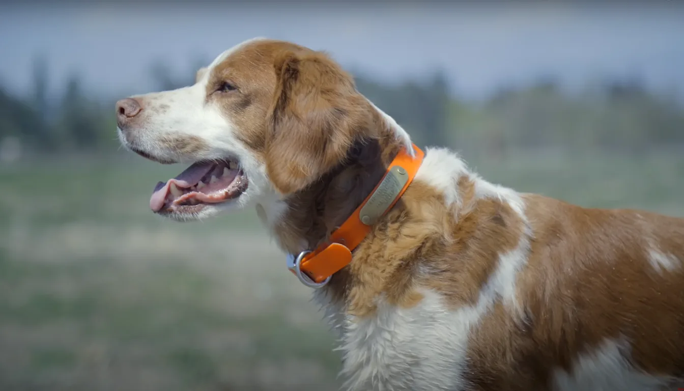 Brittany Spaniel