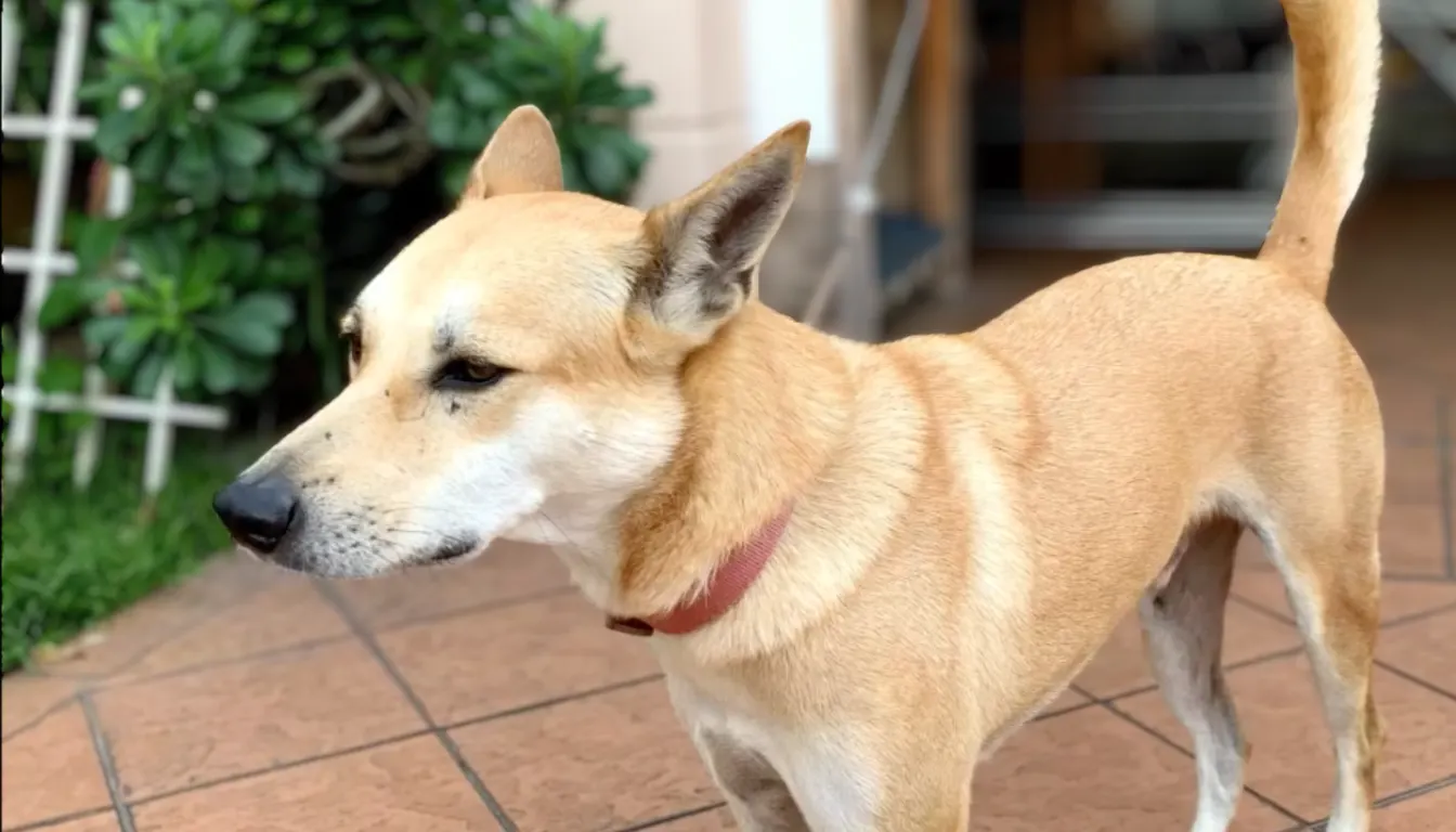 Indian Pariah Dog