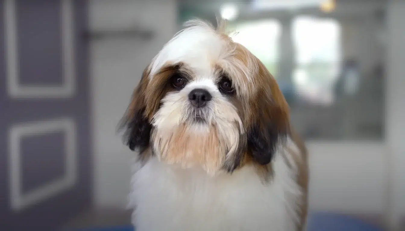 Lhasa Apso