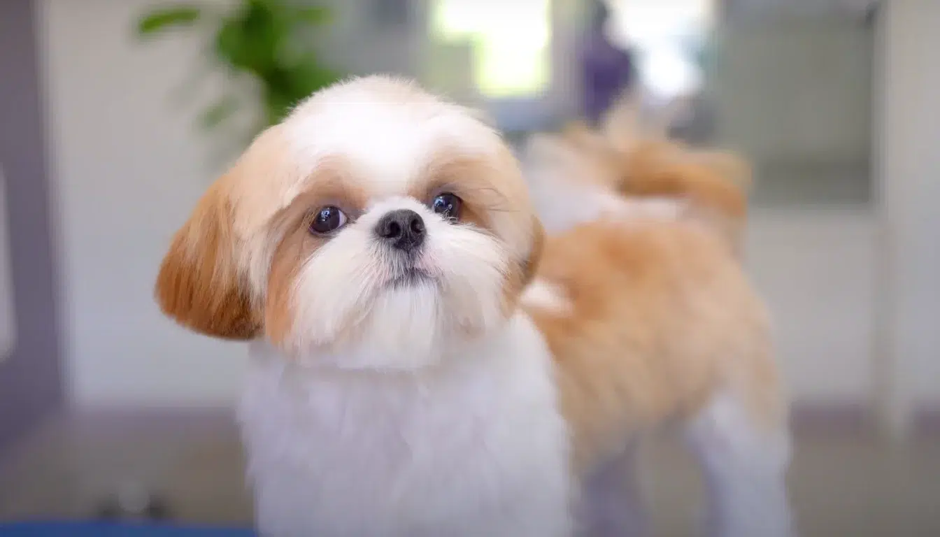 Shih Tzu